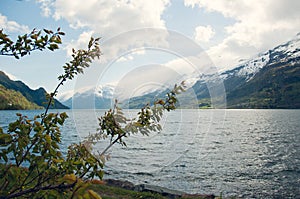 Cherry tree on the backgound of the norwegian mountains