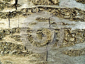 Cherry tree bark texture