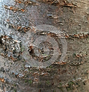 Cherry tree bark texture close uop background