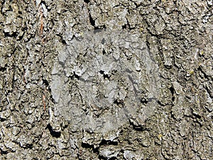 Cherry tree bark texture