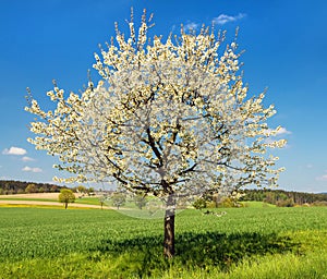 Cherry tree beautiful flowering tree prunus cerasus