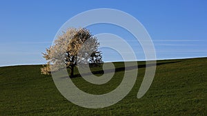 Cherry tree in bloom in morning spring light