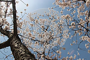 A cherry tree is in bloom in a park in Amanohashidate (Japan) photo