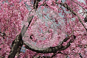 A cherry tree is in bloom in a park in Kyoto (Japan) photo