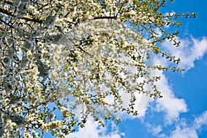 Cherry tree blooming against the sky
