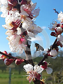 Cherry tree blooming attracts a bee