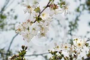 A cherry tree blooming with beautiful white flowers on a sunny spring day.