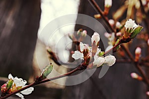 Cherry tree blooming in the spring