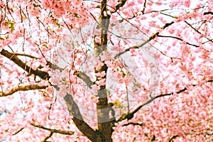 Cherry tree blooming. Spring background.