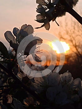 Cherry tree blooming during sunset