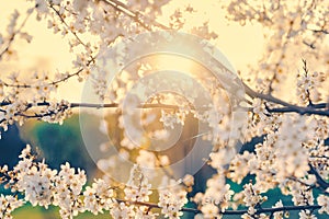Cherry tree with blooming white flowers