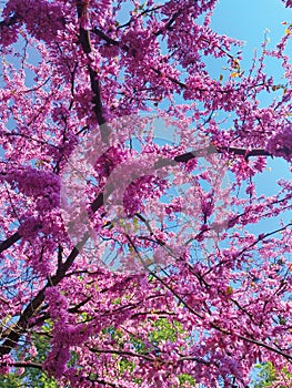 Cherry tree blooms with pink flowers in the spring botanical garden and bird feeders from recycled cans