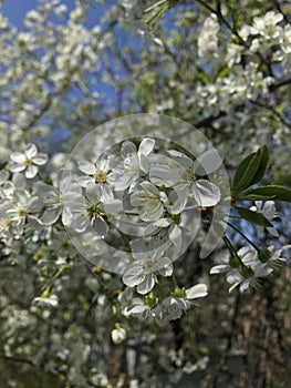 The cherry tree blooms in the spring