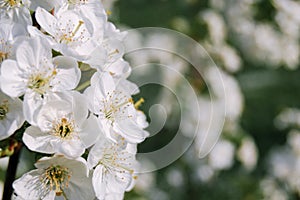 Cherry tree  bloosom in spring orchard