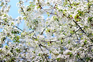 Cherry tree blossom