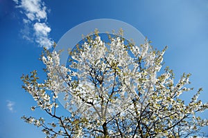 Cherry tree in blossom