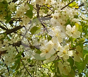 Cherry tree in blossom