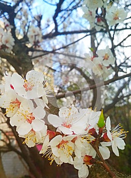 Cherry tree in blossom