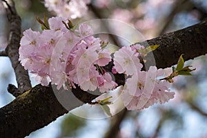 Cherry tree in blossom