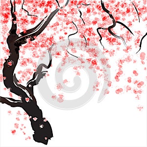 Cherry tree blossom