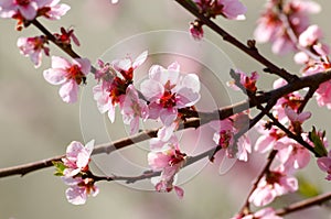 Cherry tree blossom