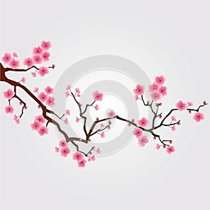 Cherry tree blossom