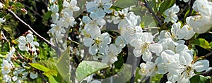 Cherry tree blossom. Amazing white flowers on flowering cherry tree in early spring