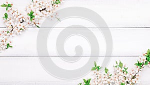 Cherry tree blossom. April floral nature and spring sakura blossom on wooden background. Banner for 8 march, Happy