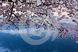 Cherry tree in blossom around Tidal Basin, Washington DC
