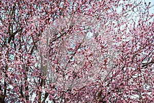 Cherry tree blossom background with lovely pink color in the park