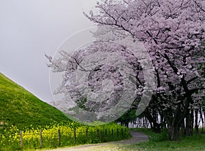 Cherry Tree Blossom Canopy in Japan