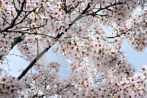 Cherry tree in blossom captured in low angle view against the sky.