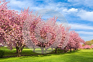 Cherry tree blossom explosion