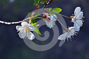 Cherry tree blossom flowers and green leaves close up detail on blurry gray