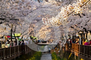 Cherry tree blossom and Jinhae Gunhangje Festival