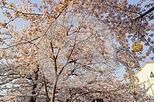 Cherry tree blossom and Jinhae Gunhangje Festival