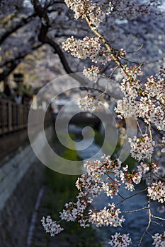 Cherry tree blossom and Jinhae Gunhangje Festival