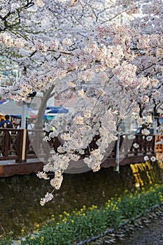 Cherry tree blossom and Jinhae Gunhangje Festival