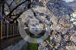 Cherry tree blossom and Jinhae Gunhangje Festival