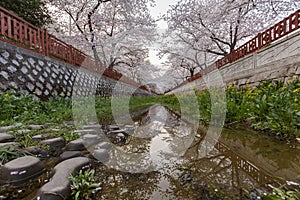 Cherry tree blossom and Jinhae Gunhangje Festival