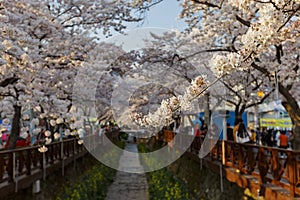 Cherry tree blossom and Jinhae Gunhangje Festival