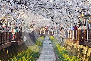 Cherry tree blossom and Jinhae Gunhangje Festival