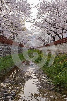 Cherry tree blossom and Jinhae Gunhangje Festival