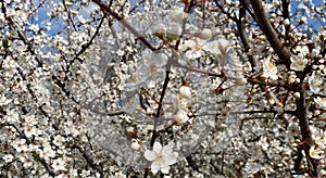 Cherry tree blossom. Myriads of flowers on cherry tree in early spring