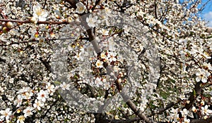 Cherry tree blossom. Myriads of flowers on flowering cherry plum in early spring