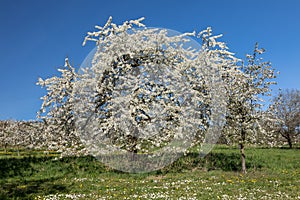 Cherry tree blossom near Ockstadt