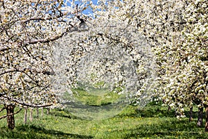 Cherry tree blossom near Ockstadt