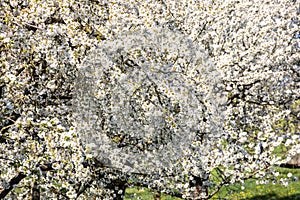 Cherry tree blossom near Ockstadt