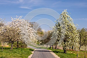 Cherry tree blossom near Ockstadt