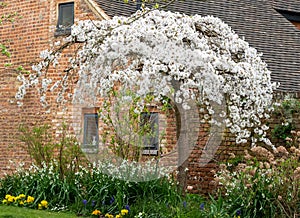 Cherry tree in blossom outside the old barn at Eastcote House Gardens in the Borough of Hillingdon, London, UK.